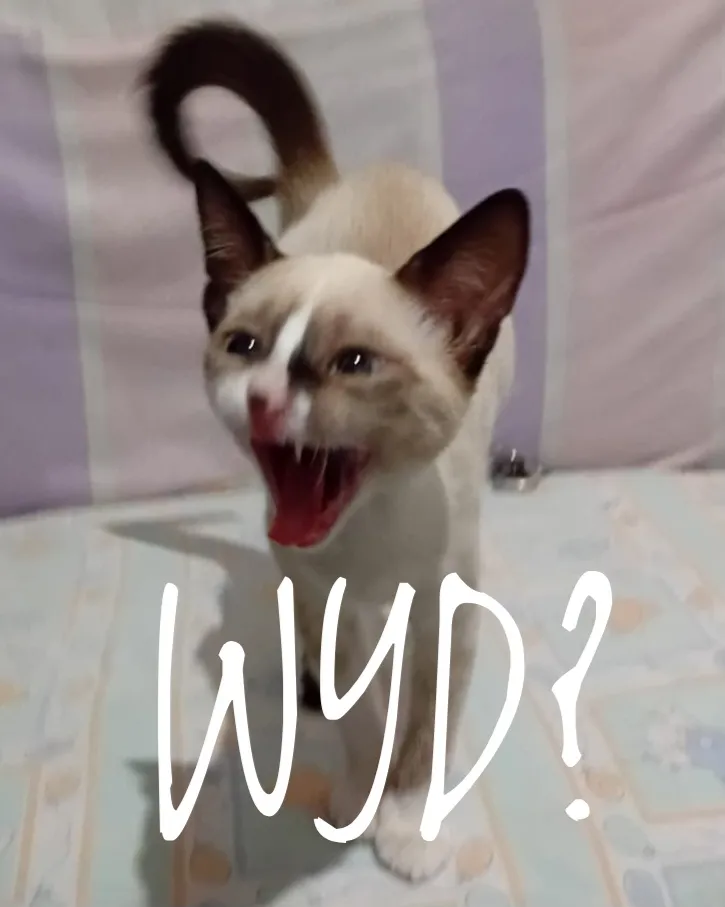 WYD Cat